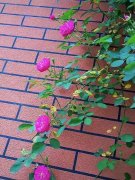 大本营智慧分享
