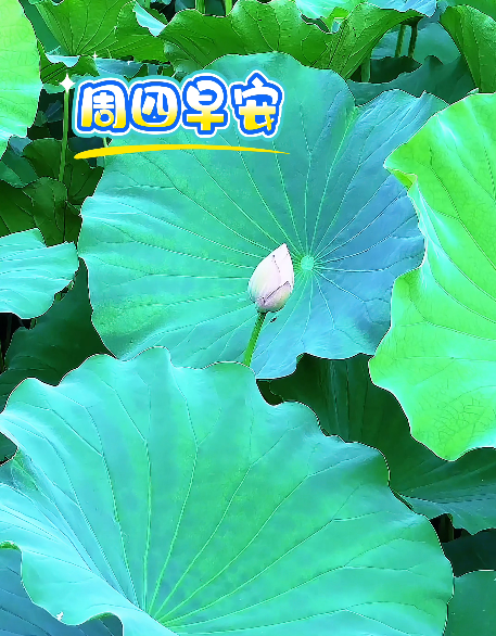 大本营早餐来了