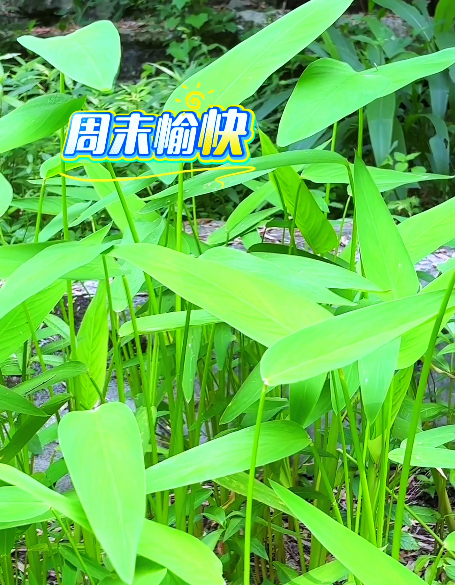 大本营早餐来了