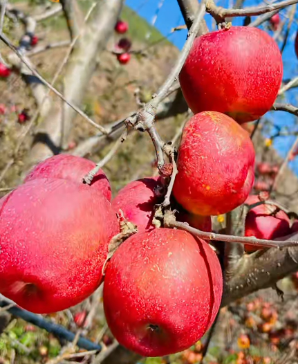 大本营早餐来了