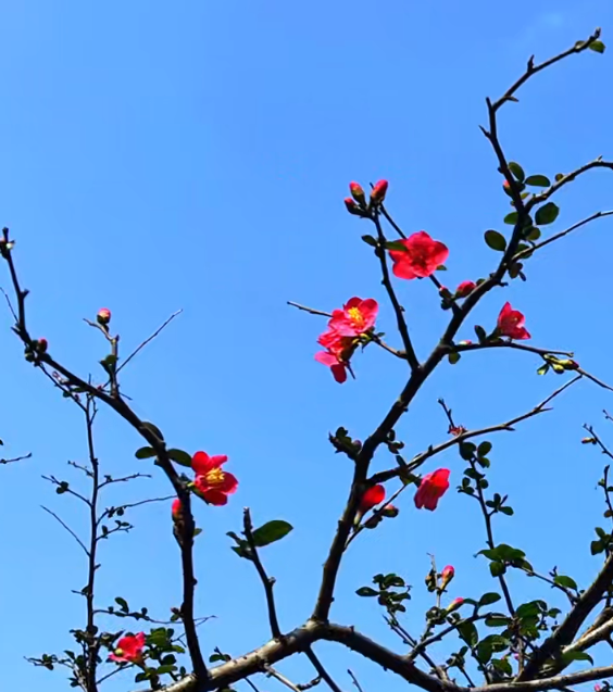 大本营早餐来了