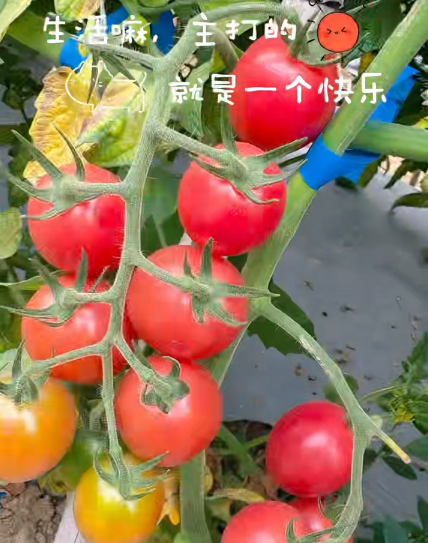 大本营早餐来了