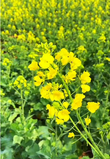 大本营早餐来了