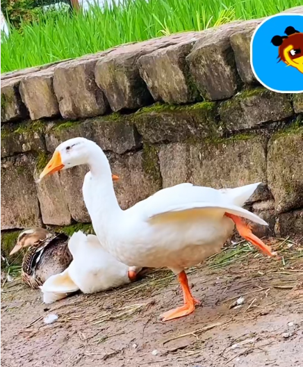 大本营早餐来了