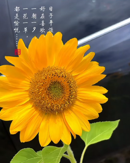 大本营早餐来了