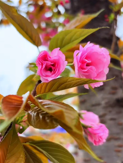 大本营早餐来了