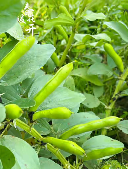 大本营早餐来了