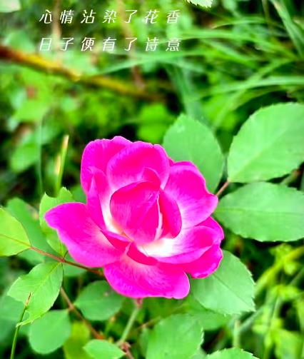 大本营早餐来了