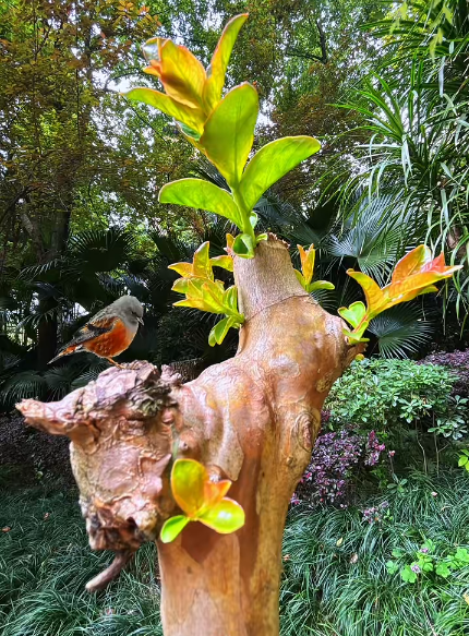 大本营早餐来了