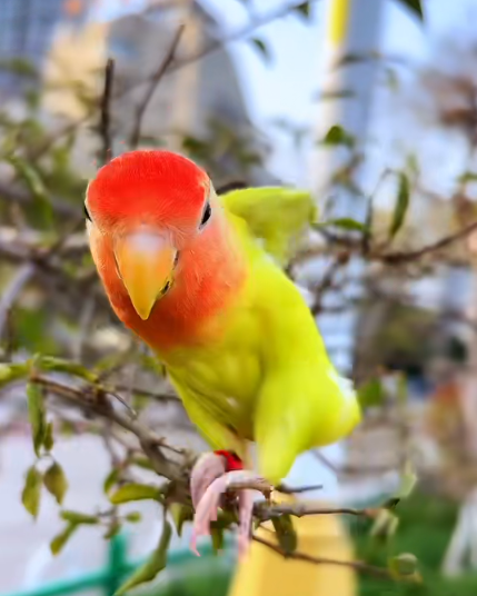 大本营早餐来了
