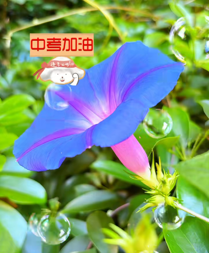 大本营早餐来了