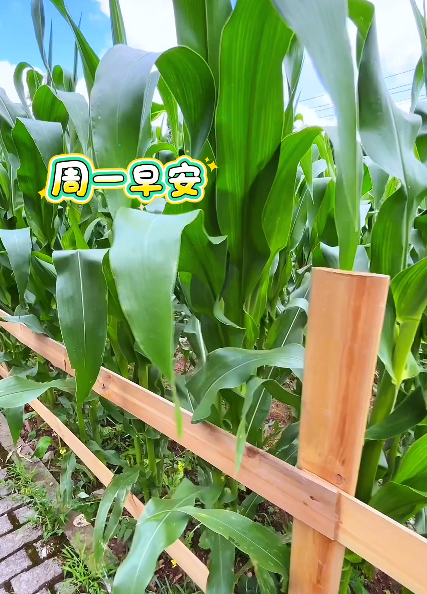 大本营早餐来了